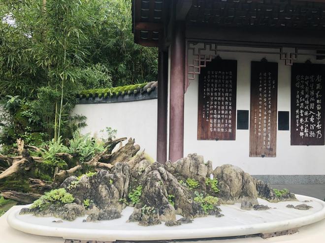 百年白蜡树、橘红“金弹子”：杜甫草堂盆景展美不胜收